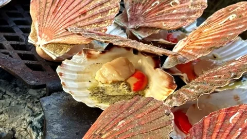 Grilled scallops in shells cooking on open fire outdoor close up shot. Stock Footage 337687466