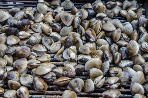 Grilled shell seafood Stock Photos