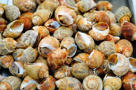 Grilled Snails Stock Photos
