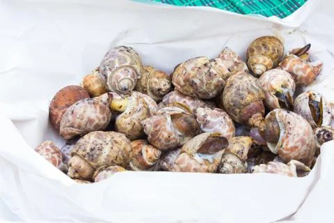 Grilled spotted babylon Stock Photos