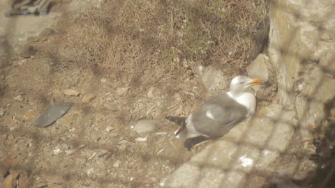 Grilling and bird 스톡 동영상 96426178