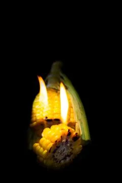 Grilling corn on black background Stock Photos