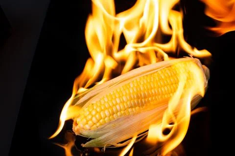 Grilling corn on black background Stock Photos