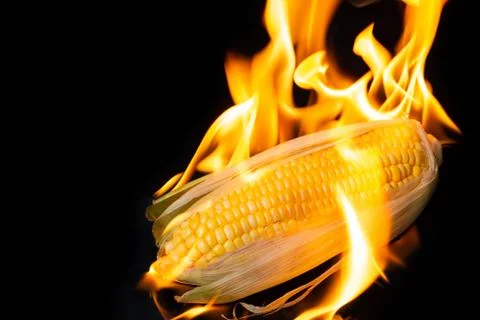 Grilling corn on black background Stock Photos
