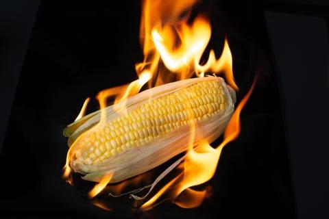 Grilling corn on black background Stock Photos