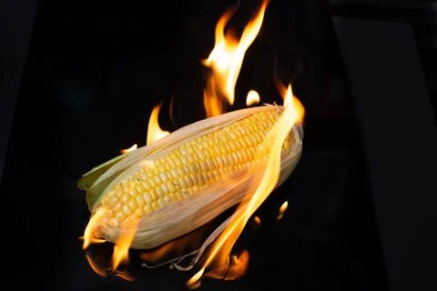 Grilling corn on black background Stock Photos