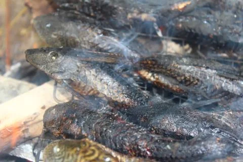 Grilling fish on barbecue Stock Photos