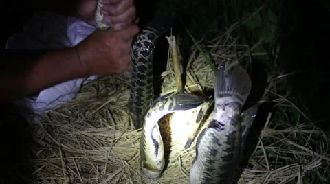 Grilling fish on campfire Stock Footage 52373631