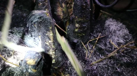 Grilling fish on campfire Stock Footage 52373636