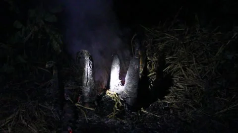 Grilling fish on campfire Stock Footage 52373681
