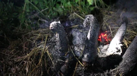 Grilling fish on campfire Stock Footage 52373701