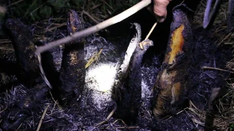 Grilling fish on campfire Stock Footage 52373744