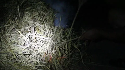 Grilling fish on campfire Stock Footage 52374131