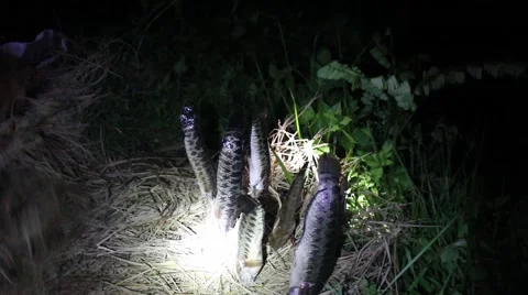 Grilling fish on campfire Stock Footage 52374429