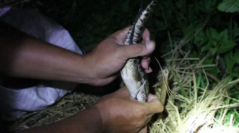 Grilling fish on campfire Stock Footage 52374746