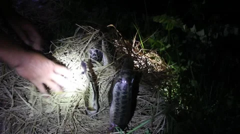 Grilling fish on campfire Stock Footage 52374898