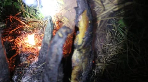 Grilling fish on campfire Stock Footage 52375228
