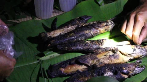 Grilling fish on campfire Stock Footage 52375279