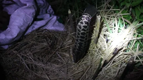 Grilling fish on campfire Video stock 52375419