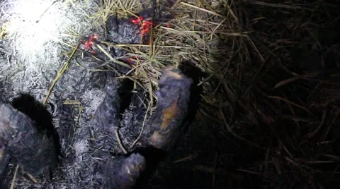 Grilling fish on campfire Stock Footage 52375437