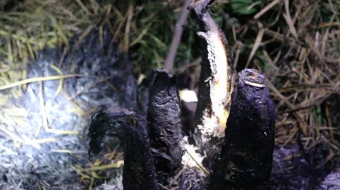 Grilling fish on campfire Stock Footage 52375509