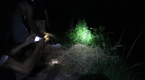 Grilling fish on campfire Stock Footage 52375600