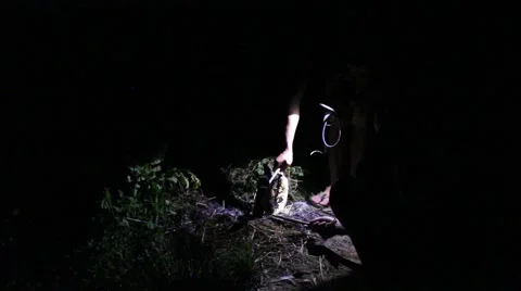 Grilling fish on campfire Stock Footage 52375789