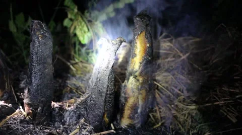 Grilling fish on campfire Stock Footage 52375851