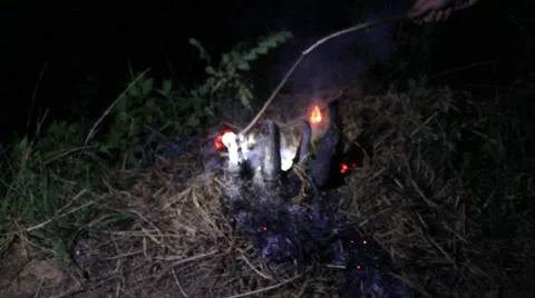 Grilling fish on campfire Stock Footage 52375897