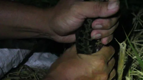 Grilling fish on campfire Stock Footage 52375903