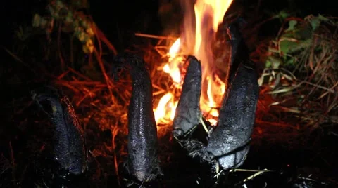 Grilling fish on campfire Stock Footage 52376005