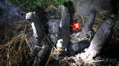 Grilling fish on campfire Stock Footage 52376013
