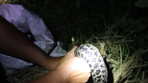 Grilling fish on campfire Stock Footage 52376023