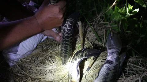 Grilling fish on campfire Stock Footage 52376042