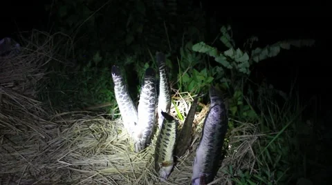 Grilling fish on campfire Stock Footage 52376411