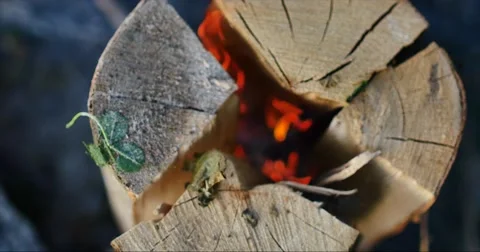 Grilling fish on campfire Stock Footage 58209857