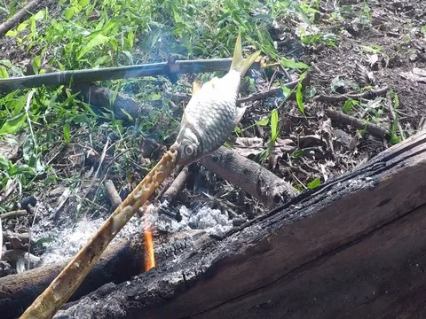 Grilling fish on campfire Stock Footage 78211272