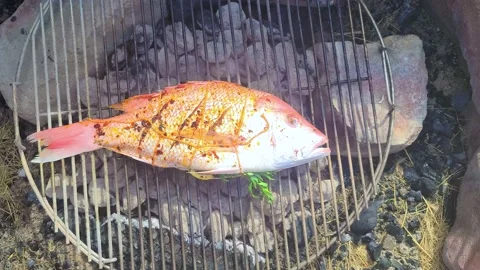 Grilling red snapper in backyard bbq Video stock 202280264