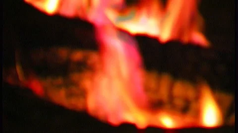 Grilling Suckling Pig Stock Footage 3981081