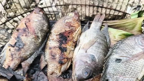 Grilling Tilapia Fish Using Coconut Husk Fire, Traditional Indonesian Cooking Stock Footage 327936395