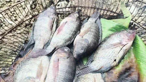Grilling Tilapia Fish Using Coconut Husk Fire, Traditional Indonesian Cooking Stock Footage 327936405