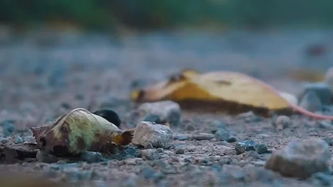 Grillo-cricket. Stock Footage 292878026