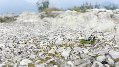 Grillo walks on a rock Stock Footage 123233366