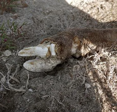 A grim picture of the death of cattle 스톡 사진