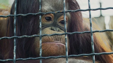 A grimace of sadness on the face of a primate in a cage Stock Footage 159605934