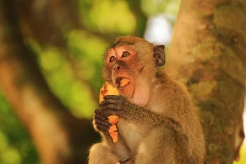 Grimace Thai macaques Stock Photos