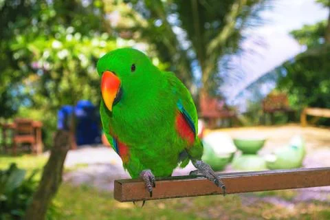 Grin Parrot in the Park Stock Photos