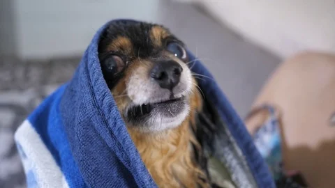 Grin of a small dog Stock Footage 77158302