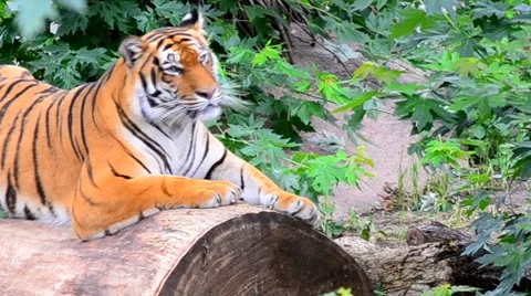 Grin tiger. Stock Footage 43865278
