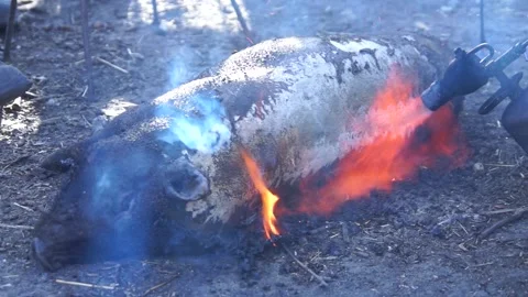 Grind and scrape a dead pig Video stock 138385870